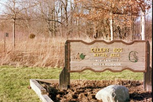 celery-bog1