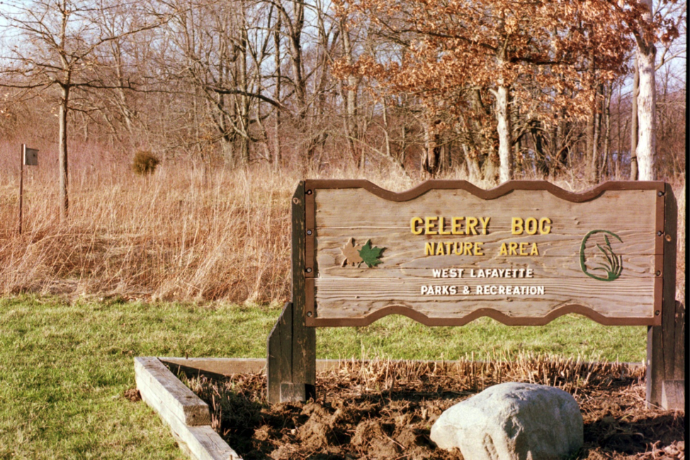 celery-bog1